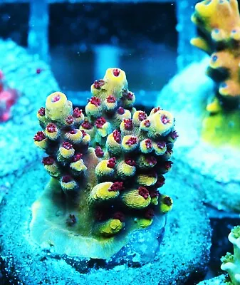 GWC Yellow Caddy Acropora Zoanthids Paly Zoa SPS LPS Corals WYSIWYG • $4.99