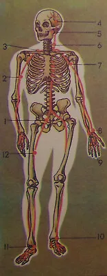 Original Poster First Aid During Injuries Soviet Defense Anatomy • $19.99