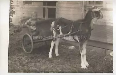 FOUND PHOTOGRAPH Original BLACK AND WHITE Snapshot GOAT CART TODDLER 27 59 T • $14.70