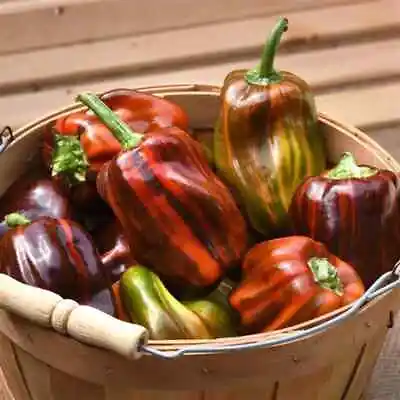 $3.59 • Buy 25 Seeds Candy Cane Chocolate Cherry Bell Peppers Sweet Plant Vegetable Garden
