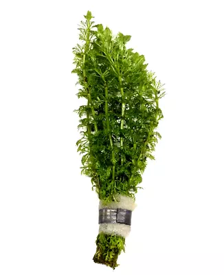 £4.85 • Buy Limnophila Sessiliflora  Ambulia  Bunch Live Aquarium Aquatic Tropical Plants