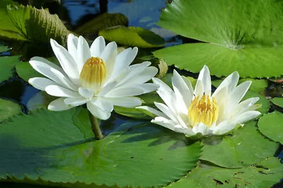 20 White Lotus Seeds Egyptian Lotus Nymphaea Lotus Easy Germination Seeds • £7.72