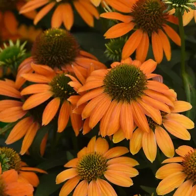 Echinacea 'Lakota Orange'. Plug Plant X 4. Perennial Orange Flowers. Coneflower. • £14.95