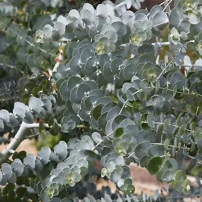 £74.99 • Buy Eucalyptus Gunnii France Bleu - Cider Gum | Evergreen Ornamental Tree | 5-6ft