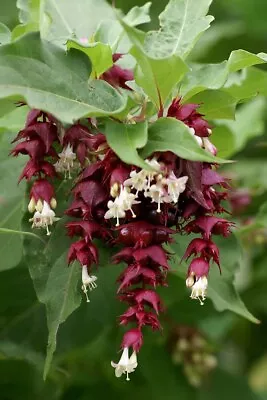 £17.99 • Buy Leycesteria Formosa 'Purple Rain' Himalayan Honeysuckle Multi-branched 3Lt Pot