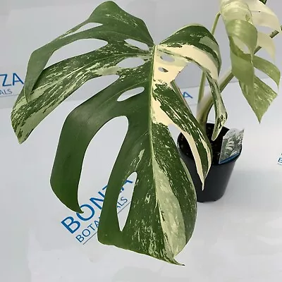 LARGE FORM!! Monstera Deliciosa Var Borsigiana Variegated Albo Rare Indoor • $1