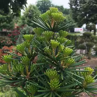 Sciadopitys Verticillata 'Green Diamond' Plant Japaniese Umbrella Pine In 3L Pot • £29.99