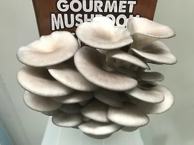 Blue Pearl Oyster Gourmet Mushroom Mycelium Spawn Culture (75 Grams) HIGH YIELD • $19.95