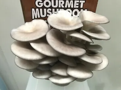 Warm Blue Pearl Oyster Mushroom Spawn Mycelium Supplies Gourmet 75Grams • $19.95