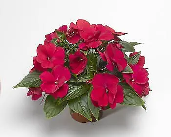 Impatiens New Guinea Florific Red   1000 Seeds • £131.36