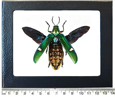 Megaloxantha Bicolor Green Buprestid Jewel Beetle Mounted Wings Spread Framed • $26