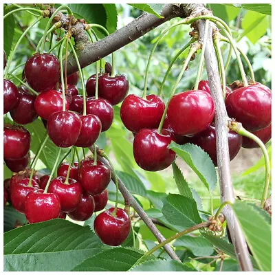 Morello Cherry Tree 4-5ft Tall Self-FertileReady To Fruit Great For Jams • £24.99