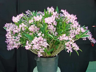 Orchid Plants  Dendrobium “Bardo Rose” • $29