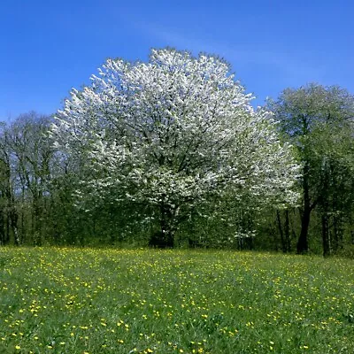 Black Cherry Tree Seeds (Prunus Serotina) Hardy-3 Fast Fall Color Flower Plant • $6.95