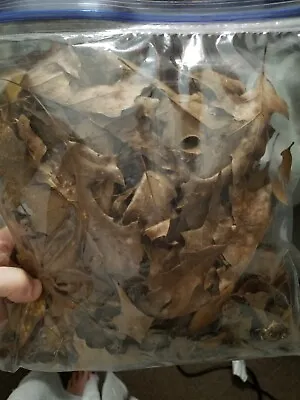 1 Gallon Leaf Litter -OAK-frozen 24 Hrs To Kill Insects-pesticide Free  • $10.50