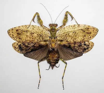 Mantidae - Theopompa Servillei (f) Aka Giant Bark Mantis - Malaysia (TS119-A) • $75.98