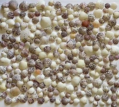 $7 • Buy 2 Pounds Scallop Seashells Hand Picked & Cleaned Sanibel Island Sea Shells Craft
