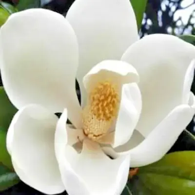 12 D.D. BLANCHARD SOUTHERN MAGNOLIA SEEDS - Magnolia Grandiflora 'D.D. Blanchard • £4.75
