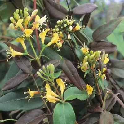 £39 • Buy Copper Beauty Evergreen Honeysuckle Climbers. 130-140cm Tall Plants In 7.5 Litre