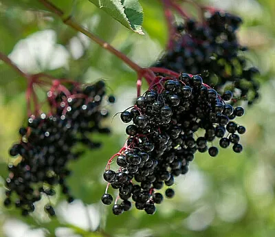 80 European Black Elderberry Seeds (Sambucus Nigra) MEDICINAL TREE USA Seller • $2.95