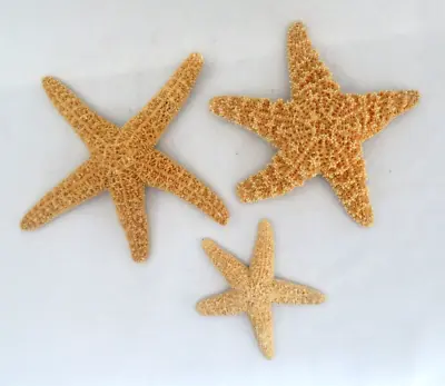 3 Genuine Sugar Starfish Sea Shell Specimen Nautical Beach  3 1/2    5 1/2    6  • $19