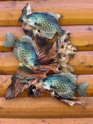 Black Crappie Replica Driftwood Scene 2D Flat Metal Fish Art Cabin Decor • $155