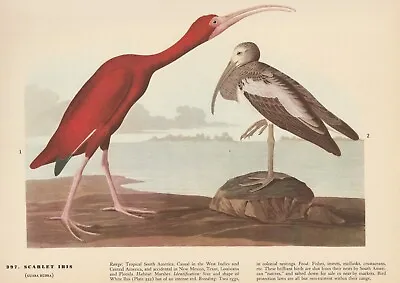 1942 Audubon Art Print 397 Scarlet Ibis. Vintage Bird Illustration • $9.49