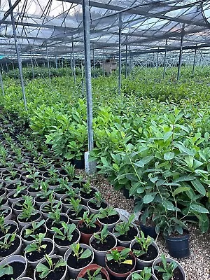 X30 Cherry Laurel Hedging Plants 2-3ft Evergreen Prunus Rotundifolia In 3L Pots • £250