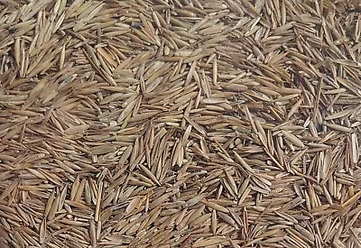 Fast Growing Grass Seed Lawn Seed 800g Fast Growing Rapid Quick Tough Hard Wear • £10.09