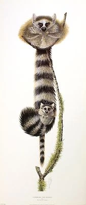 £18.19 • Buy WARWICK HIGGS Learning The Ropes RACCOON Procyon Lotor! SIZE:70cm X 30cm  RARE