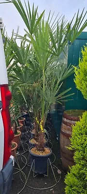 Trachycarpus Fortunei 18.5 Litre - 20-30 Cm Trunks - Stunning Tall Plants • £99.99