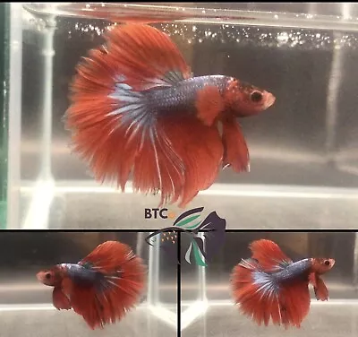 Blue Dragon Halfmoon. Male Betta Fish. Free Shipping. • $30