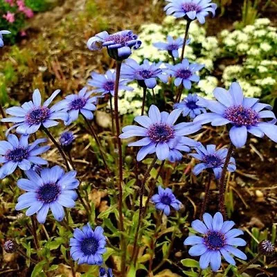 FELICIA BLUE 20/40seeds RARE Completely BLUE DAISY Heat& Humid OK Easy* • $2.30