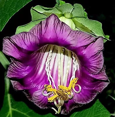Cathedral Bells Cobaea Scandens Flower Vine Seeds - Violet • $3.99