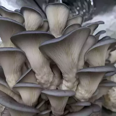 Blue Pearl Oyster Mushroom Grow Kit • $46