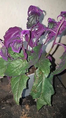£5.50 • Buy Gynura Aurantiaca Purple Passion  Vibrant Velvet Plant | 4 Well Rooted Cuttings 