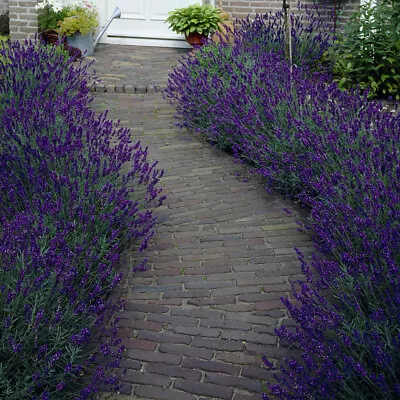 Lavender 'Hidcote' Plug Plants X 12 • £12.99