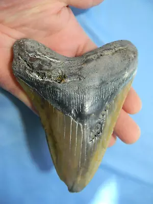 Very Large  5 1/4  Inch  Megalodon Shark Tooth Fossil • $79