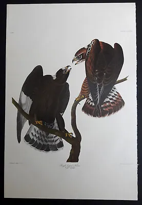 $250 • Buy Audubon's Double Elephant Folio  422 - Rough-legged Falcon   Amsterdam Edition