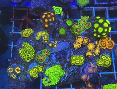 Large Mixed Zoa Rock 3 WYSIWYG - Zoa/Zoanthid Multi Polyp - Marine Reef Tank • £79