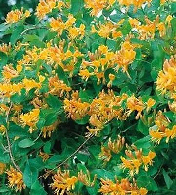 £19.99 • Buy Yellow Honeysuckle TELLMANNIANA PERENNIAL CLIMBER PLANT 0.5 Ltr  TRANSPLANT NOW