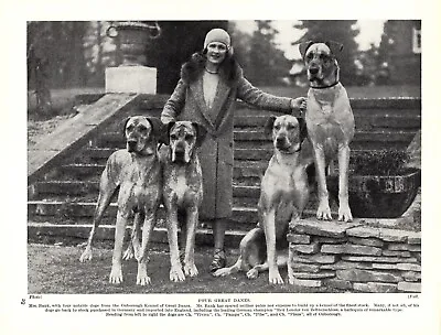 1930s Vintage Great Dane Print Ouborough Kennel Champion Great Danes 4980g • $17.55
