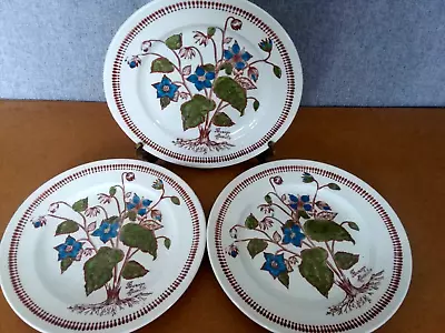 Ironstone Broadhurst 3 Dinner Plates Wild Flowers By Kathie Winkle • £12