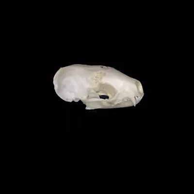 $45 • Buy Spotted Skunk Skull Taxidermy