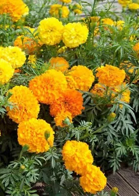 100 Marigold African Aztec Crackerjack Mix Seeds Large Easy To Grow Garden Pot • £1.70