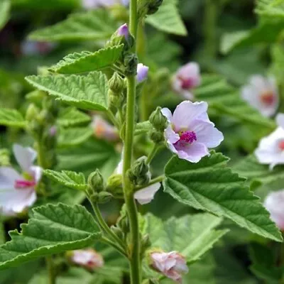 Marshmallow  Althaea Officinalis  Dry Leaf Dry Root Or 50 Seeds/Medicinal Herb • $2.49