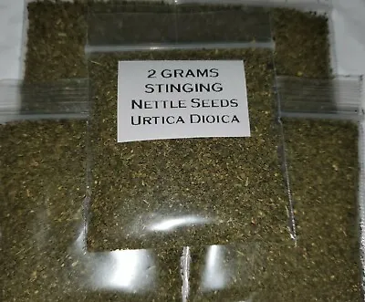 16000 Stinging Nettle Seeds (Urtica Dioica) From USA (2 Grams) • $3