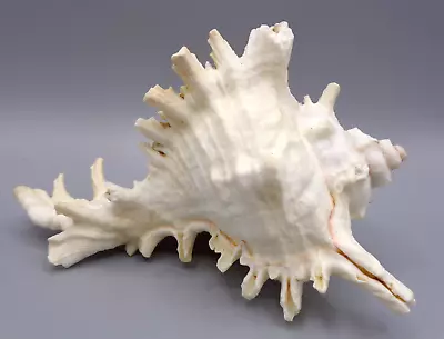 6  Murex Ramosus Sea Shell Aquarium Ocean Sea Decorative Shell • $9.99