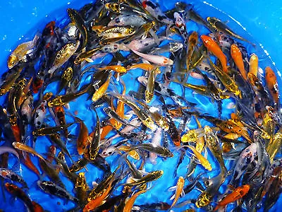 102-Lot Assorted 2 -4  Live Koi Standard Fin Live Koi Fish Lot PKF • $245.65