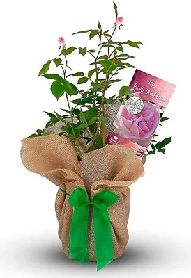 £27.99 • Buy Pearl Wedding Gift Rose - 30th Anniversary Gift - Gift Wrapped With Huge Bow